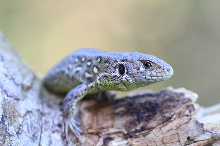 Sand Lizard