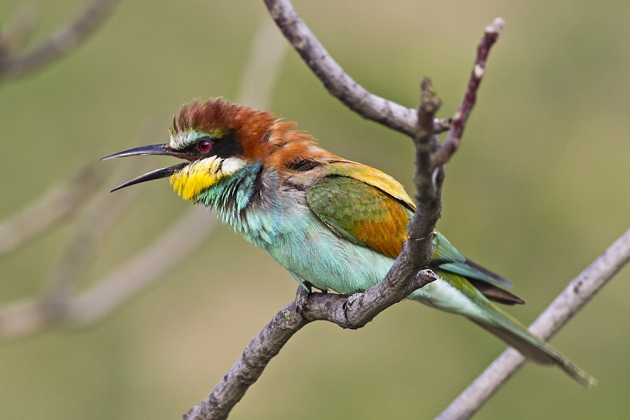 European bee-eater