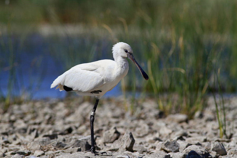 Spoonbill