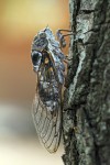 cikáda Lyristes plebejus
