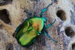 zlatohlávek Potosia affinis