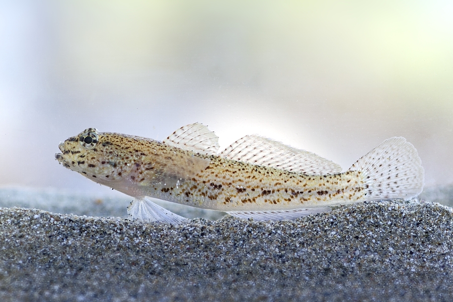 Bucchichi's Goby 