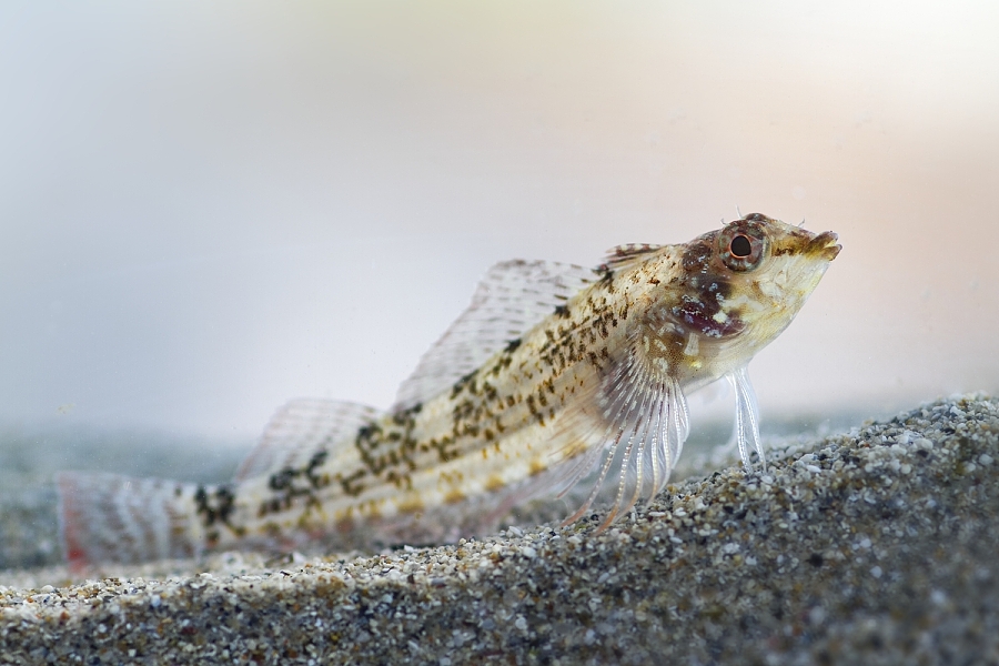 Tripterygium nasus 