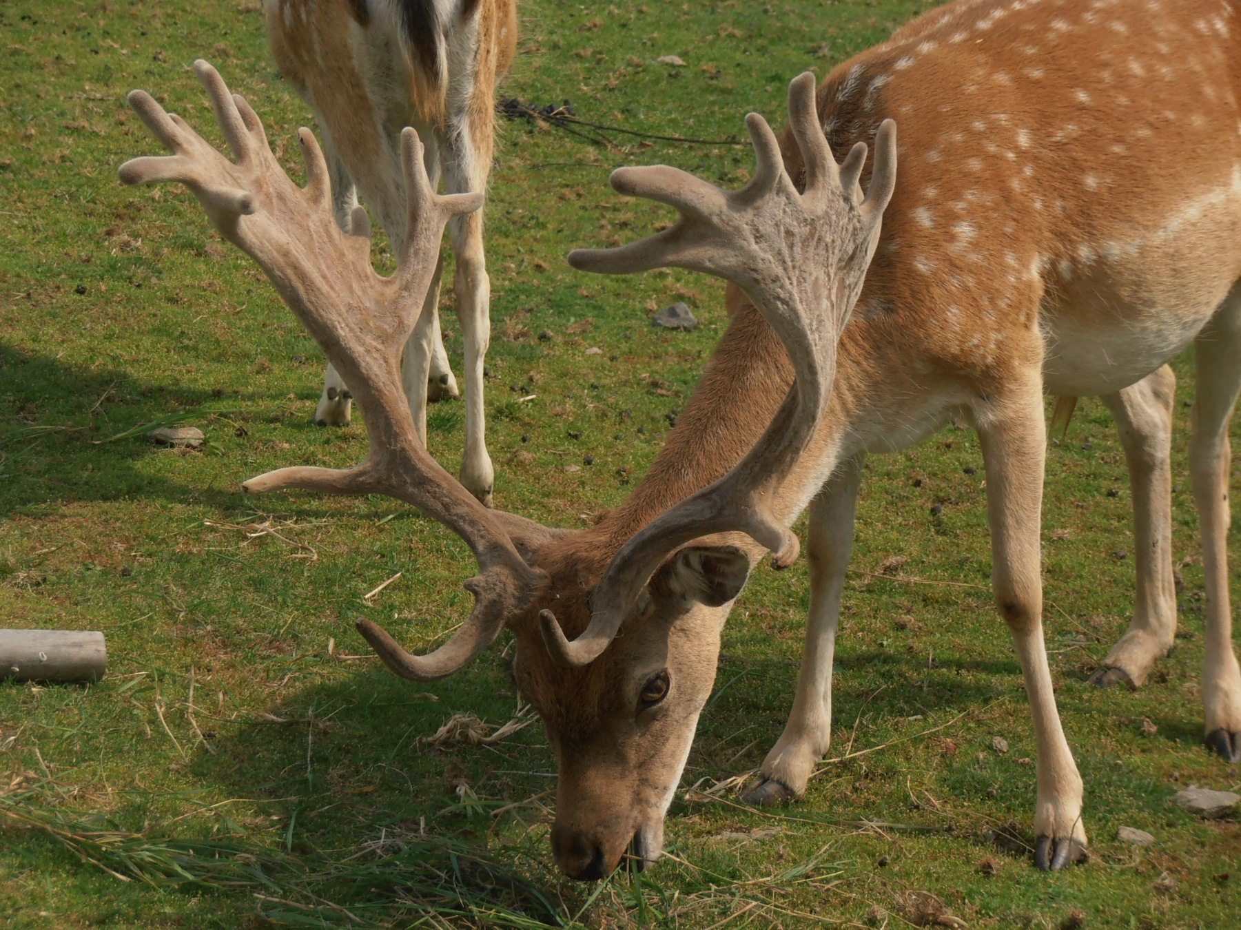 Fallow deer 