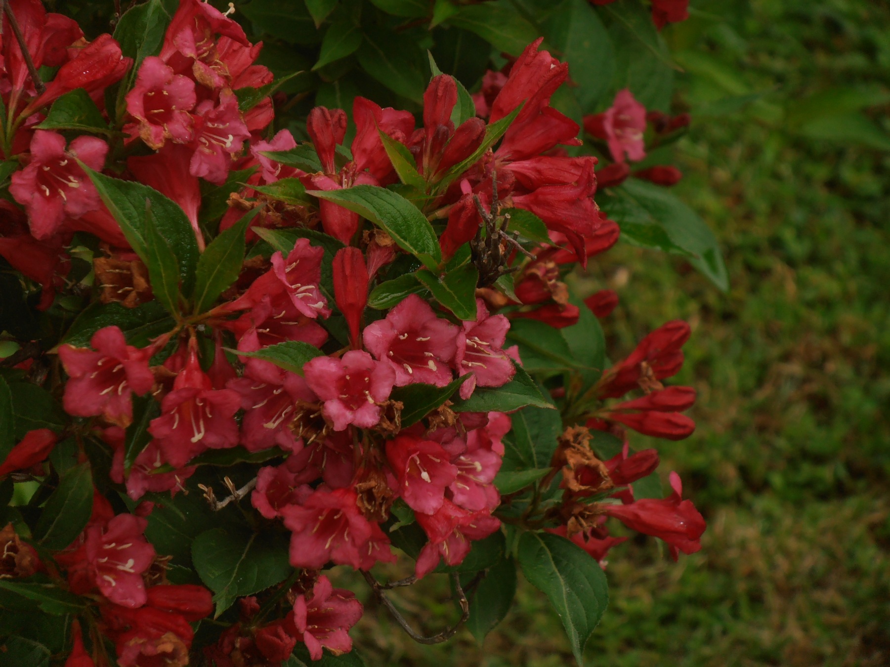 Weigela florida Bristol 