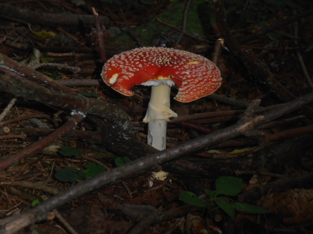 Amanita muscaria