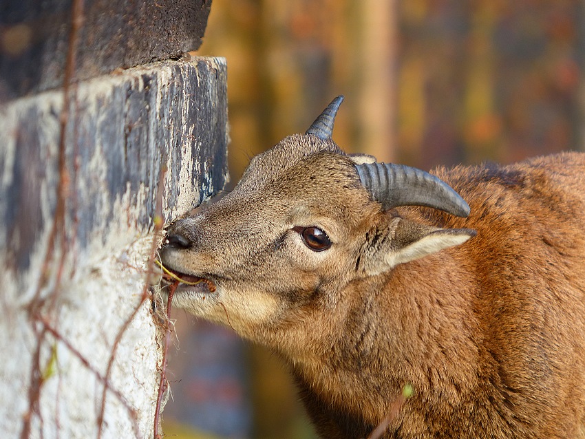 Mouflon