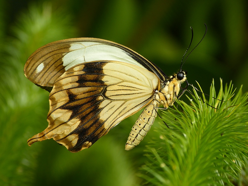 butterfly