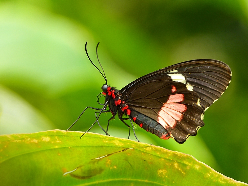 butterfly