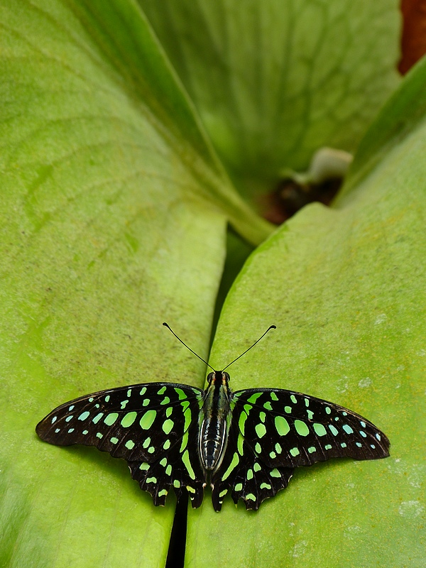 butterfly