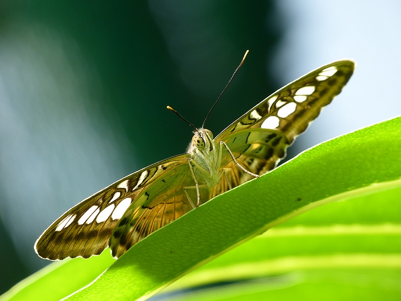 butterfly