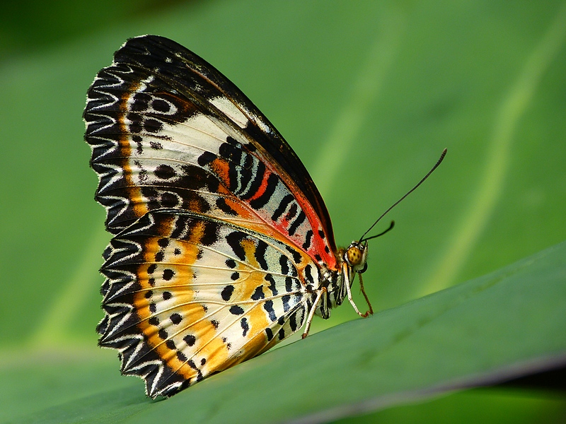 butterfly