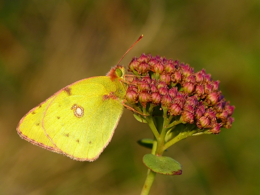 Colias alfacariensis