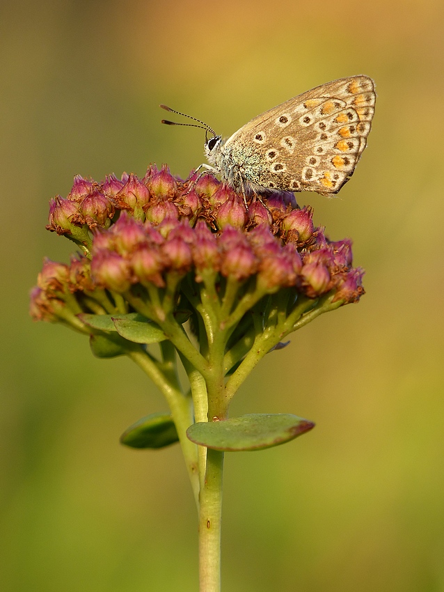 Polyommatus icarus