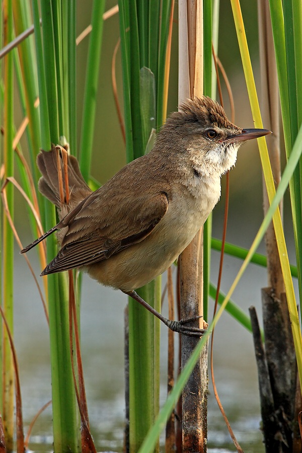 Warbler