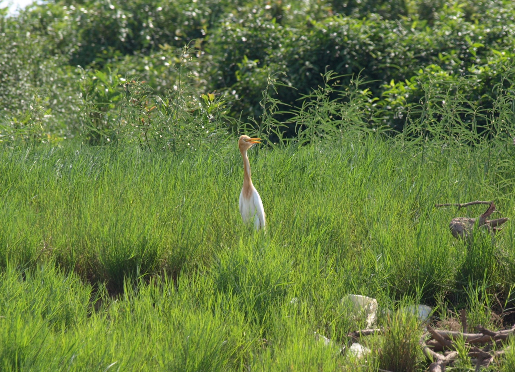 Cattle Egret