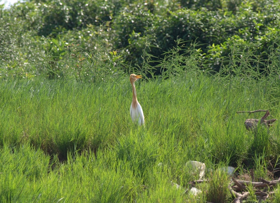 Cattle Egret