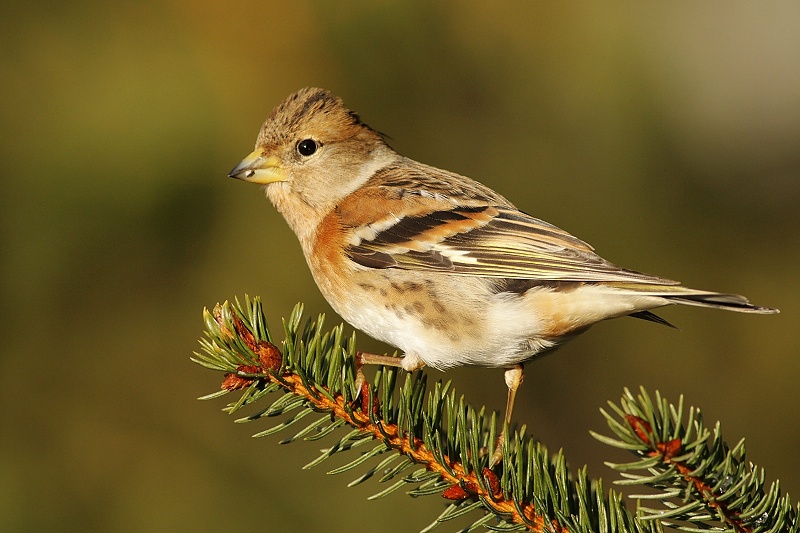Brambling