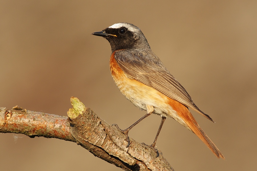 Common Redstart
