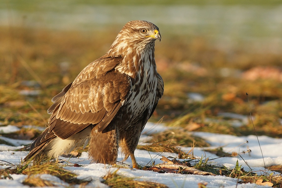 Common Buzzard