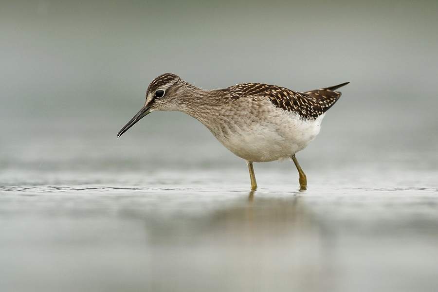 Wood Sandpiper