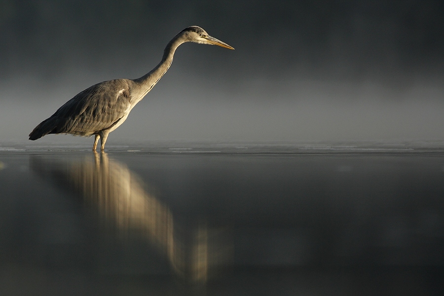 Gray Heron