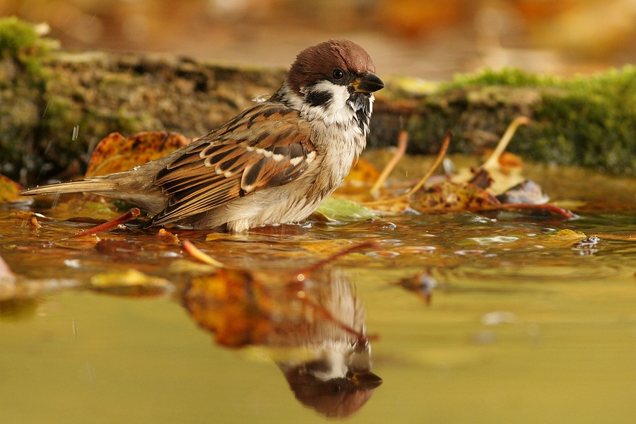 Eurasian Tree Sparrow