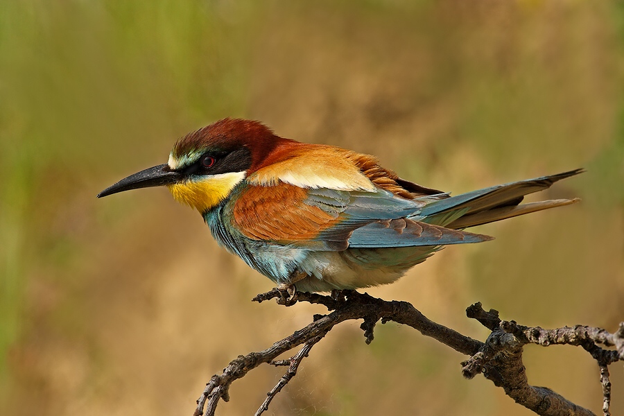 Bee-eater
