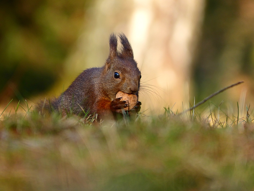 Squirrel 