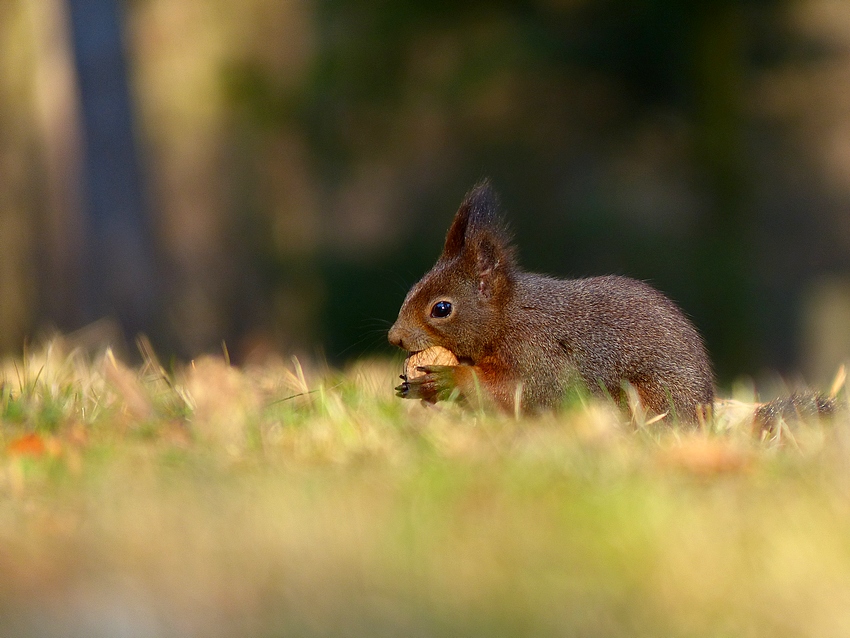 Squirrel 