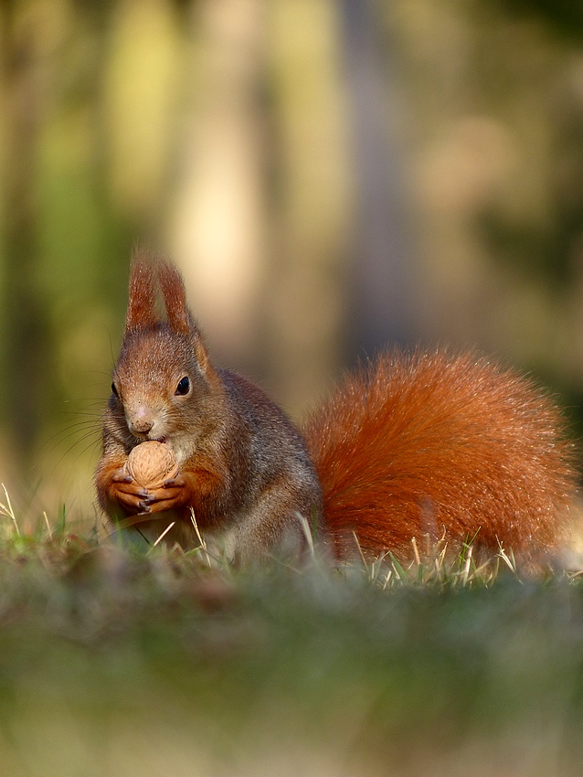 Squirrel 