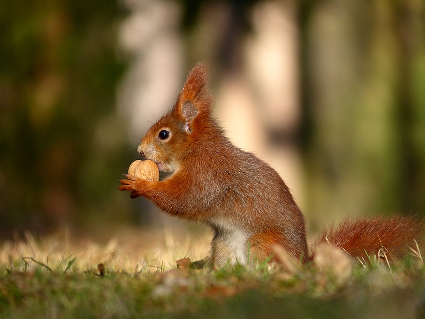 Squirrel 