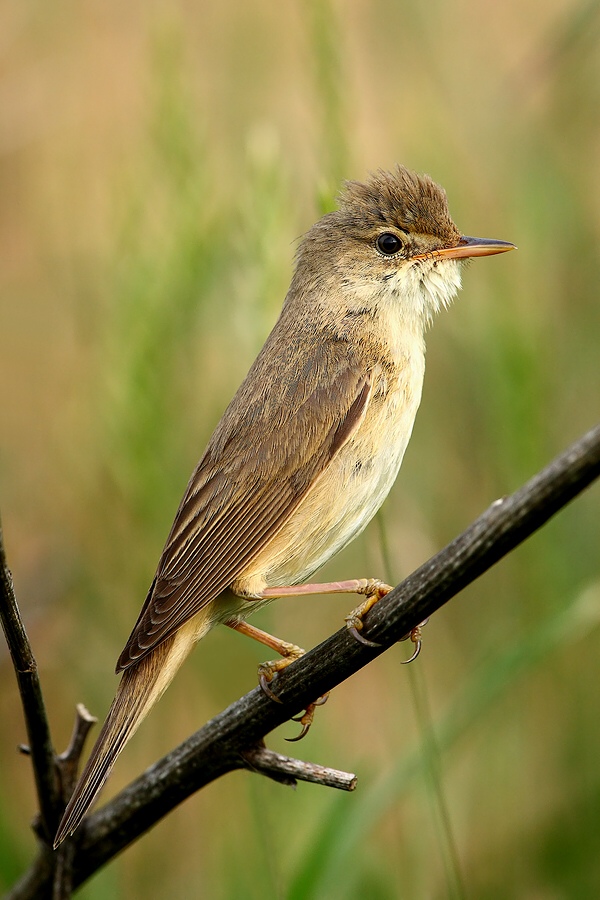 Marsh Warbler