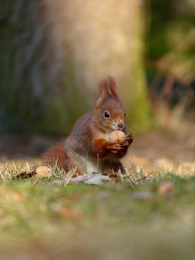 Squirrel 