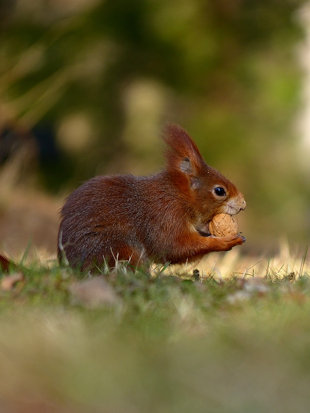 Squirrel 