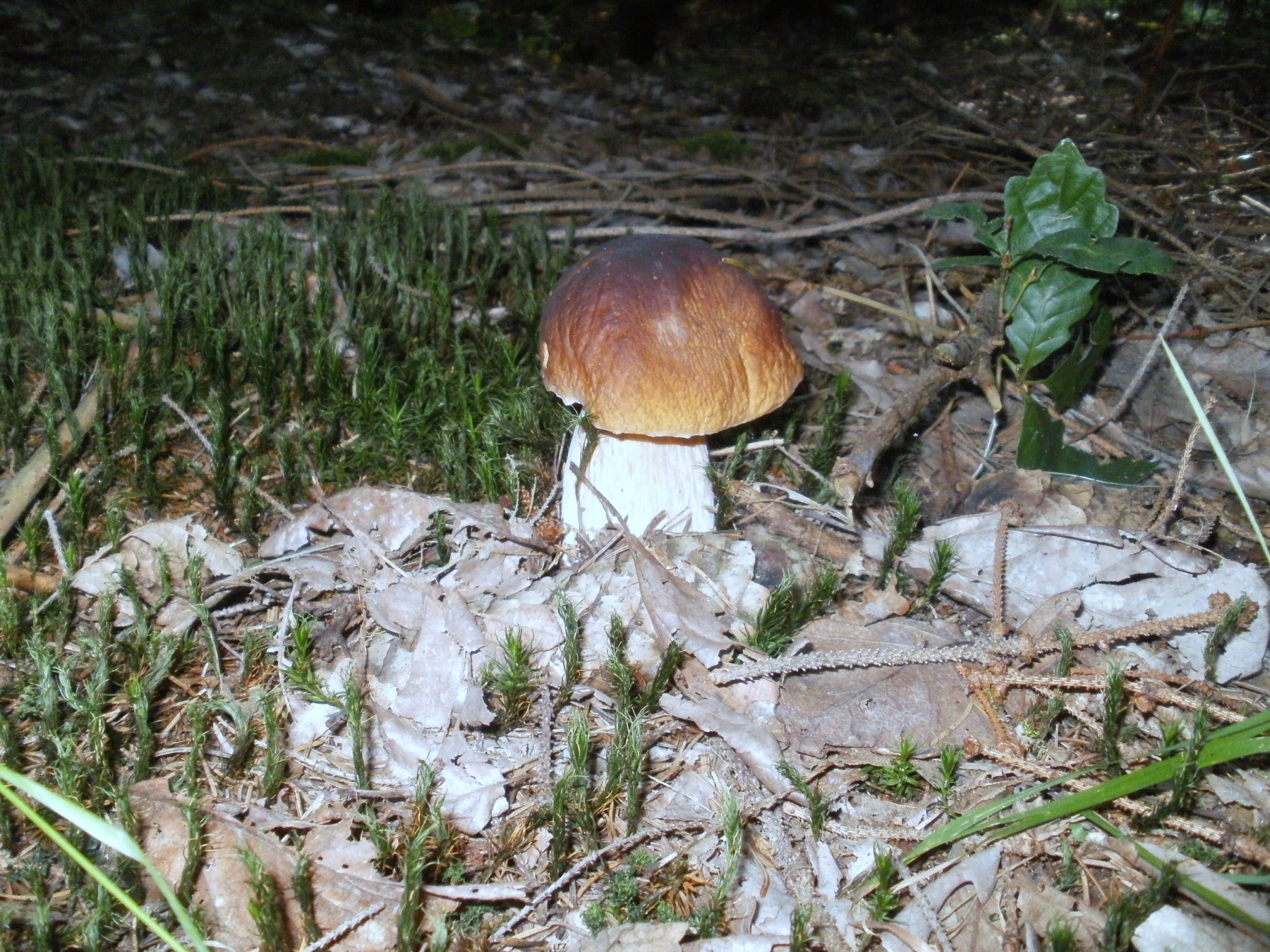 bolete oak