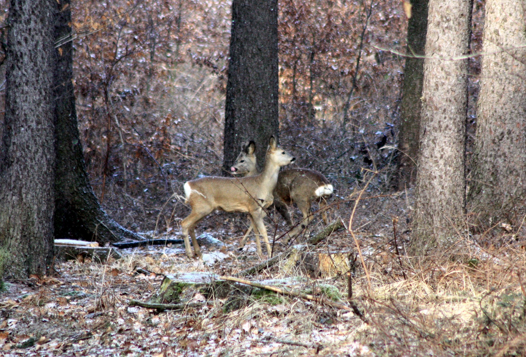 Roe Buck