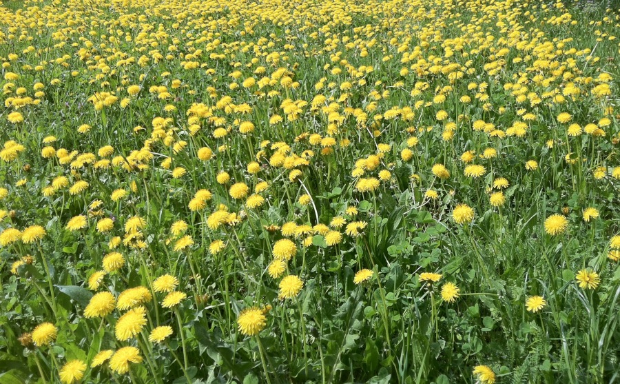 Pampeliška - dandelion