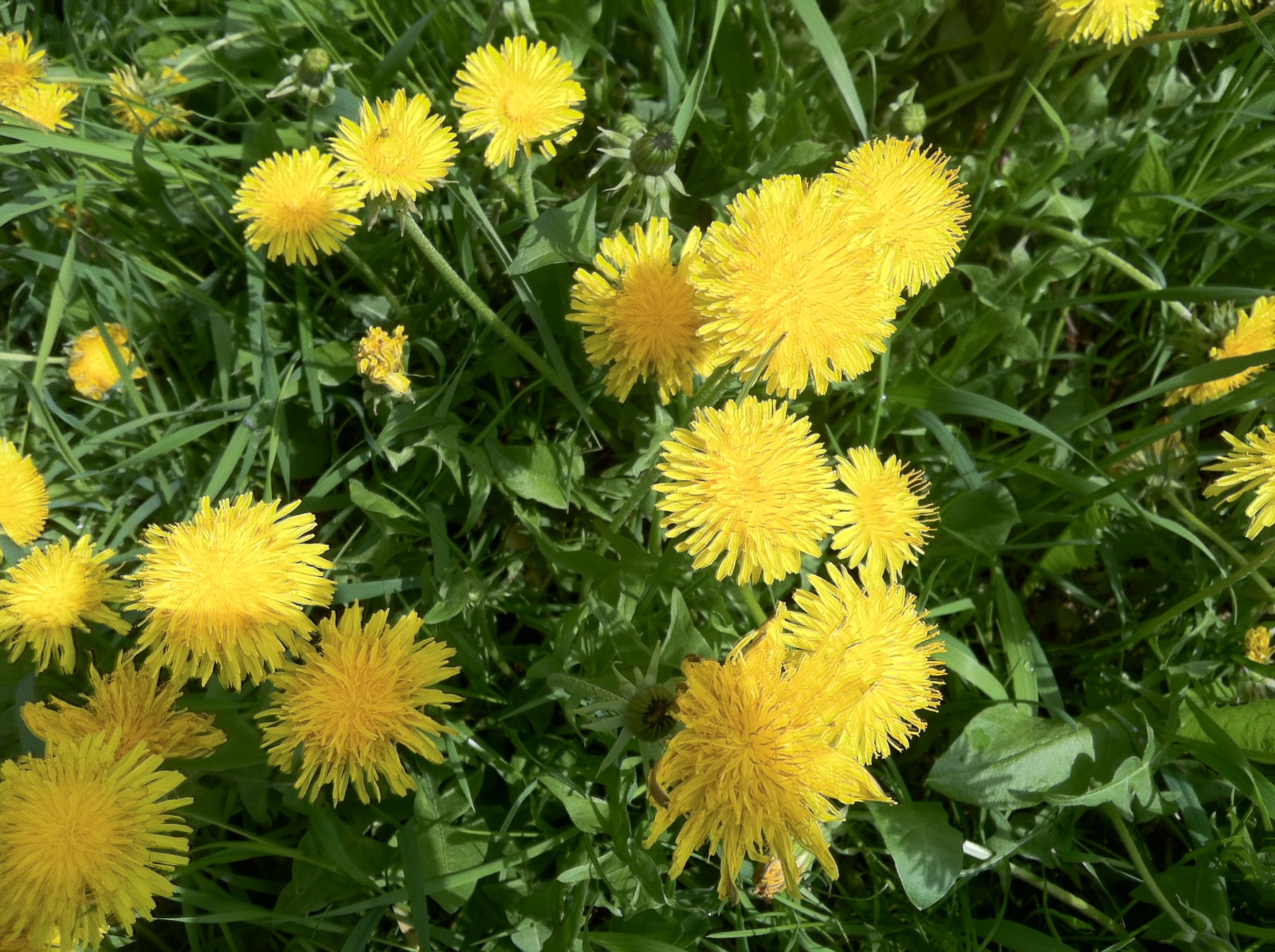 Pampeliška - dandelion