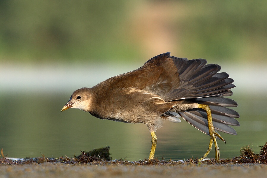 Common Gallinule