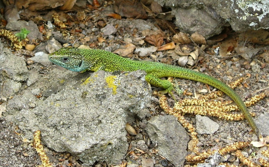  lizard general