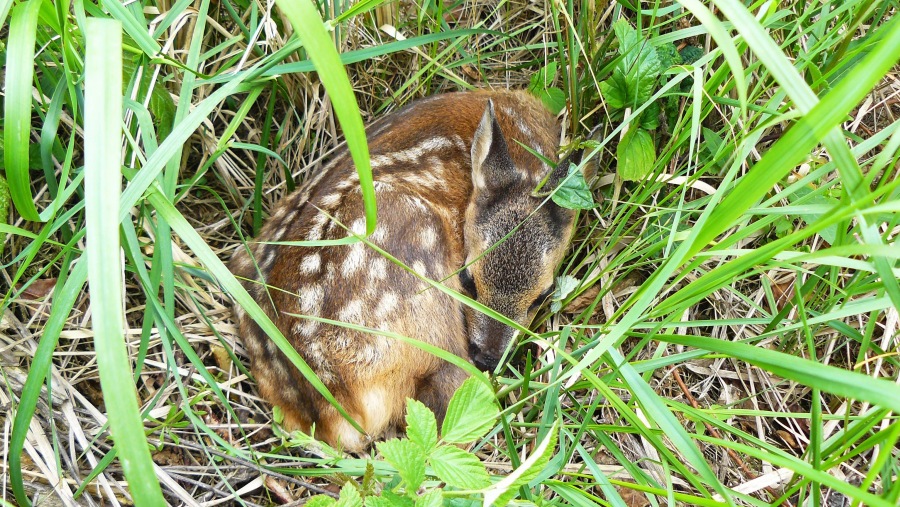 capreolus capreolus