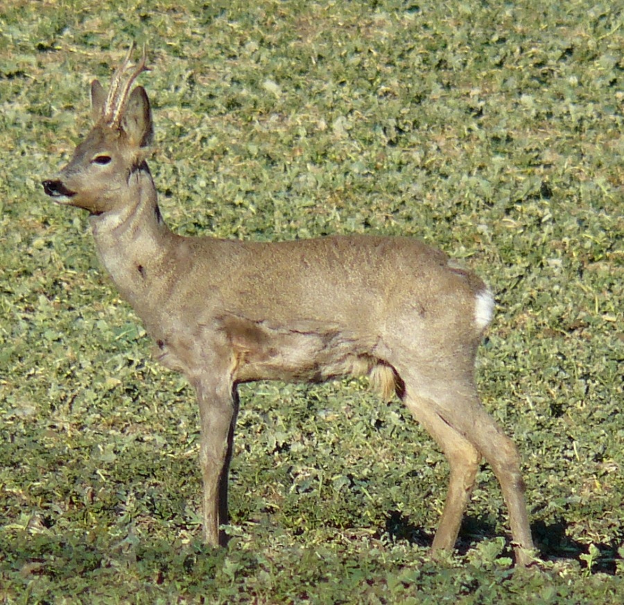 Carpoelus carpoelus
