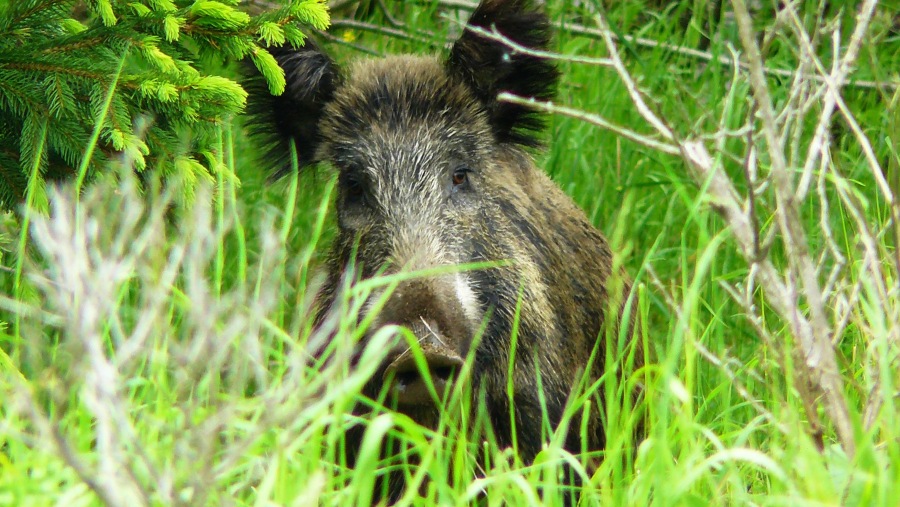 Sus scrofa