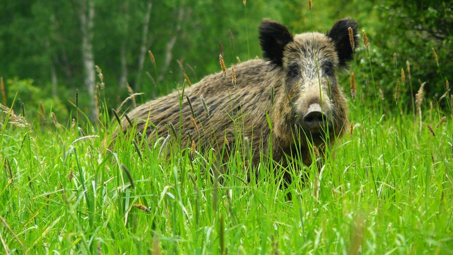 Sus scrofa