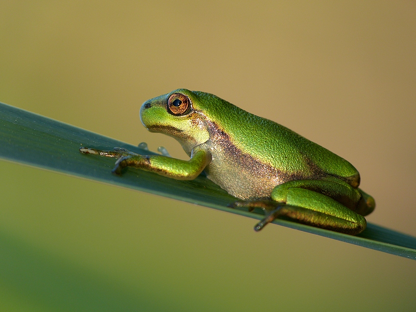 European tree frog 