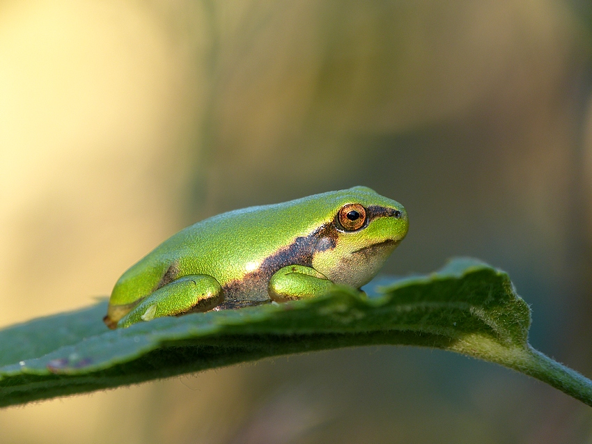 European tree frog 