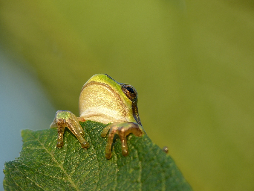 European tree frog 