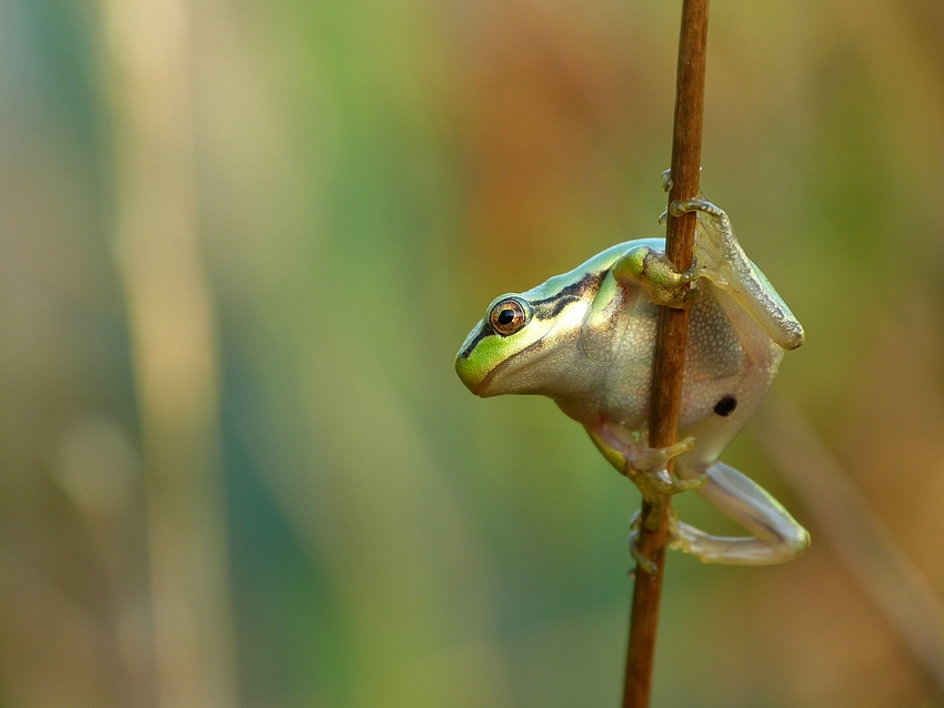 European tree frog 