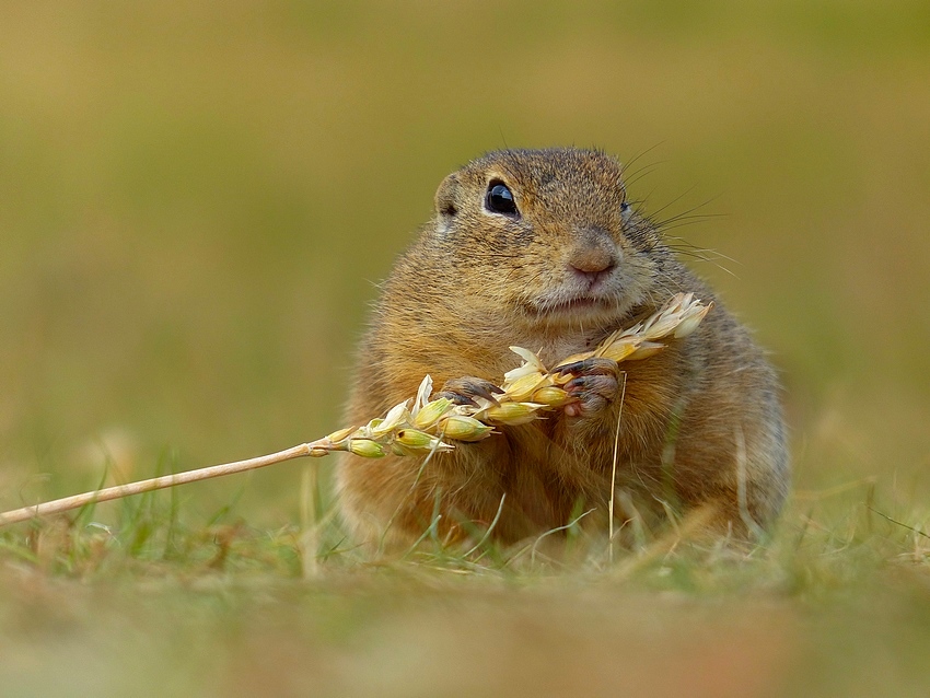European Ground Squirrel 
